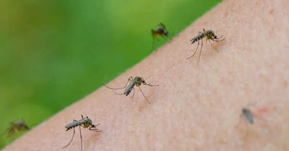 Hasta cuándo seguirá la invasión de mosquitos en el AMBA Noticias de