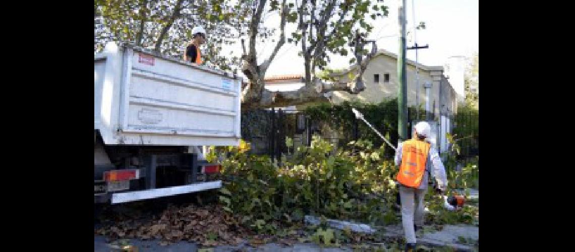 p3 Hasta el 18 de agosto se podraacute tramitar el permiso de poda desde de la paacutegina del Municipio 01