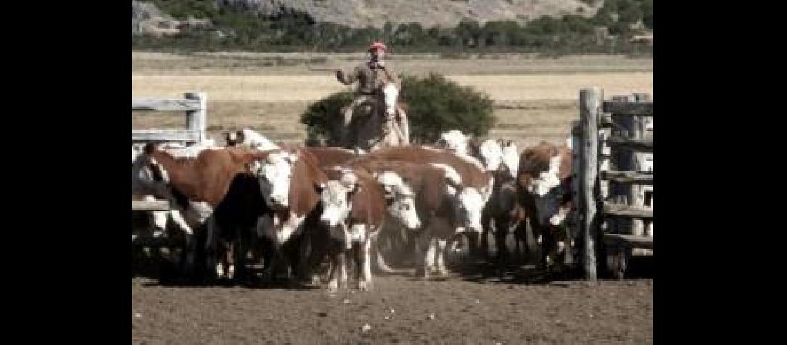 campo