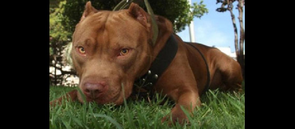 pitbull