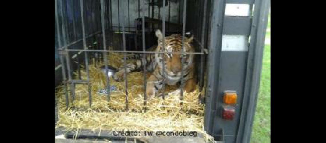 tigre