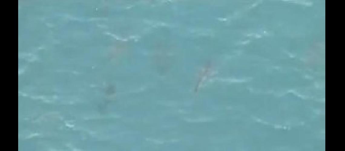 tiburones130307