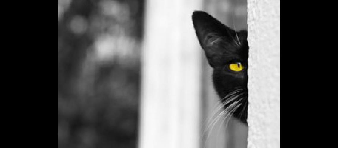 gatos