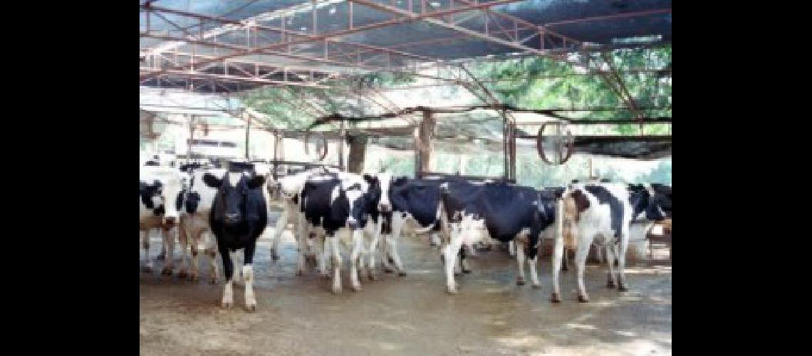 vacas