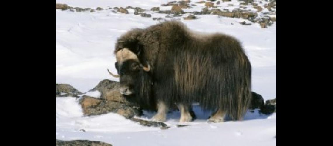 tibet