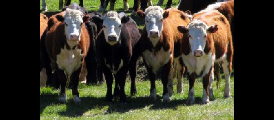 vacas