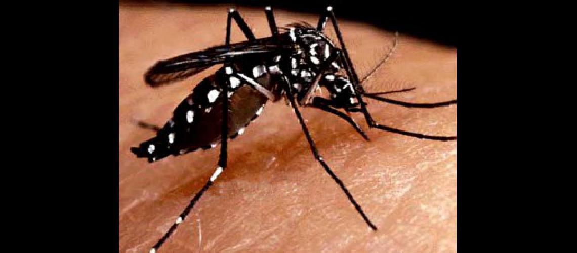dengue