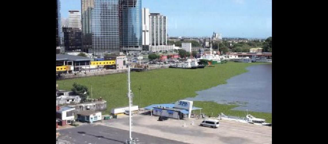 camalotes madero