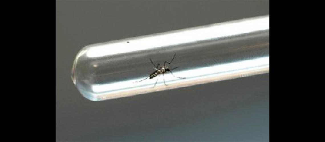zika 1