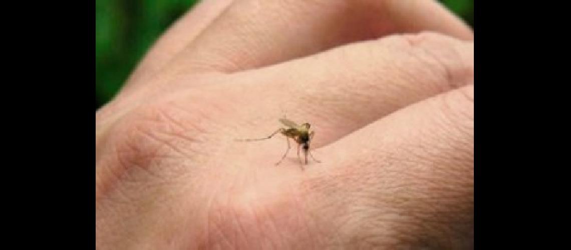 dengue 1