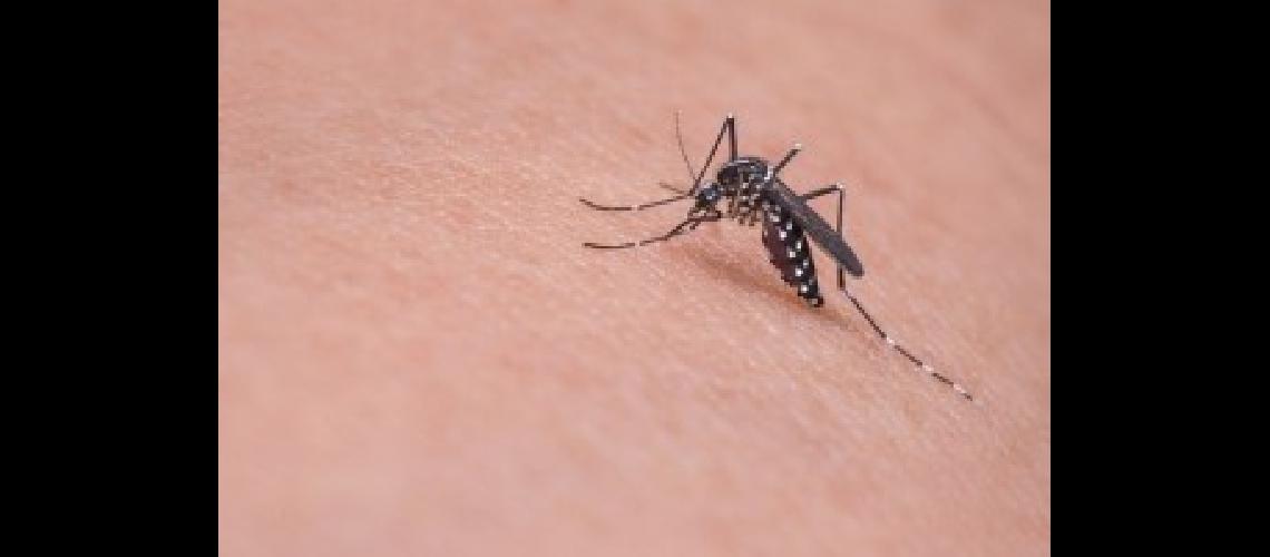 dengue-mosquito