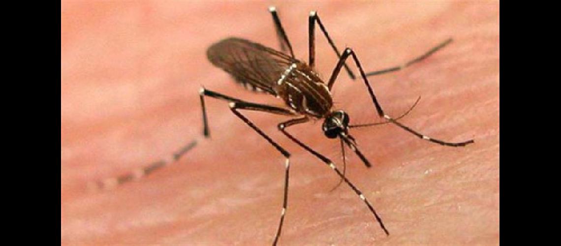 dengue