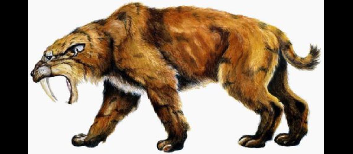 sabertooth b