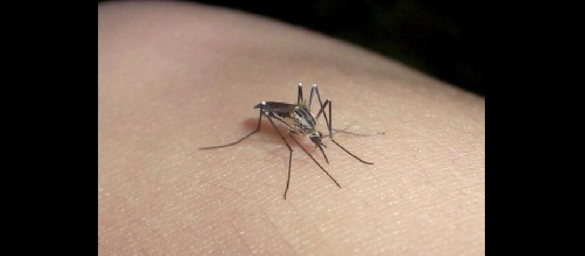 Piden que se incorpore la prevencioacuten del dengue a la campantildea contra la gripe A