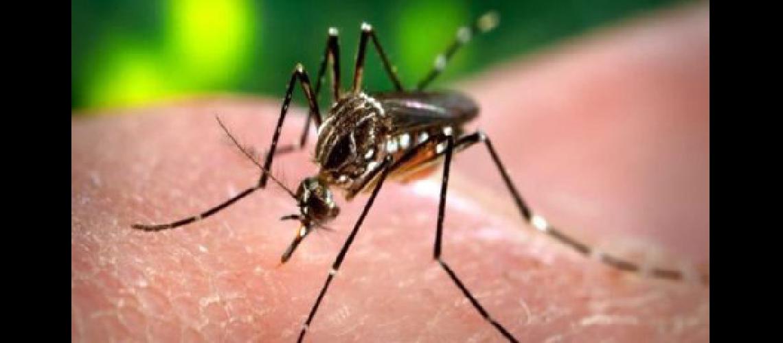virus-zika-oms-confirma-que-ll-jpg_700x0