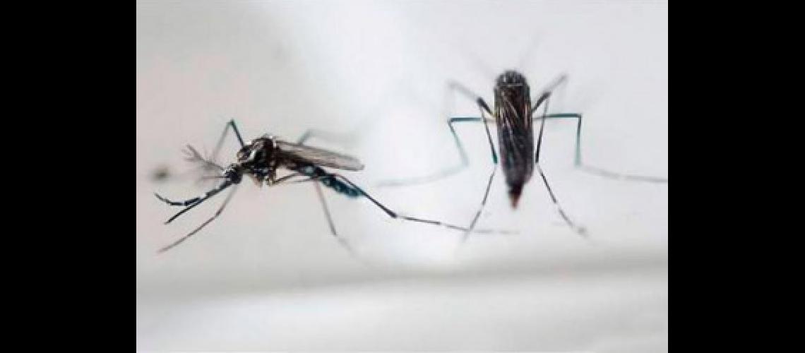 mosquito