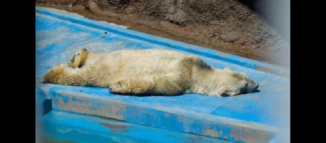 oso arturo