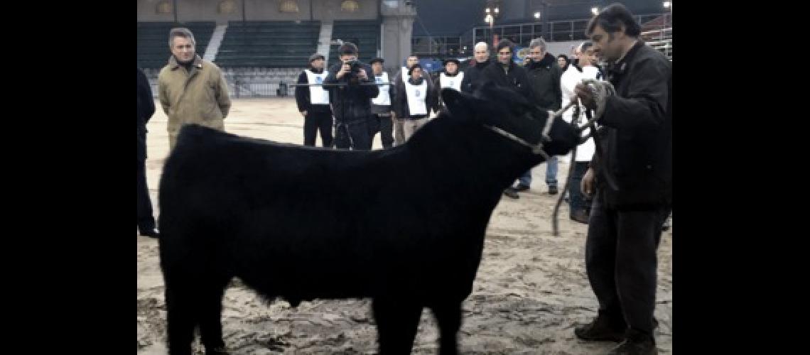 ternero rural