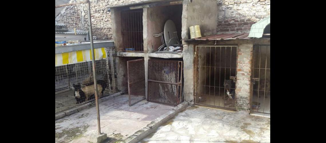 Rescatan a 14 pitbull de un criadero ilegal de perros