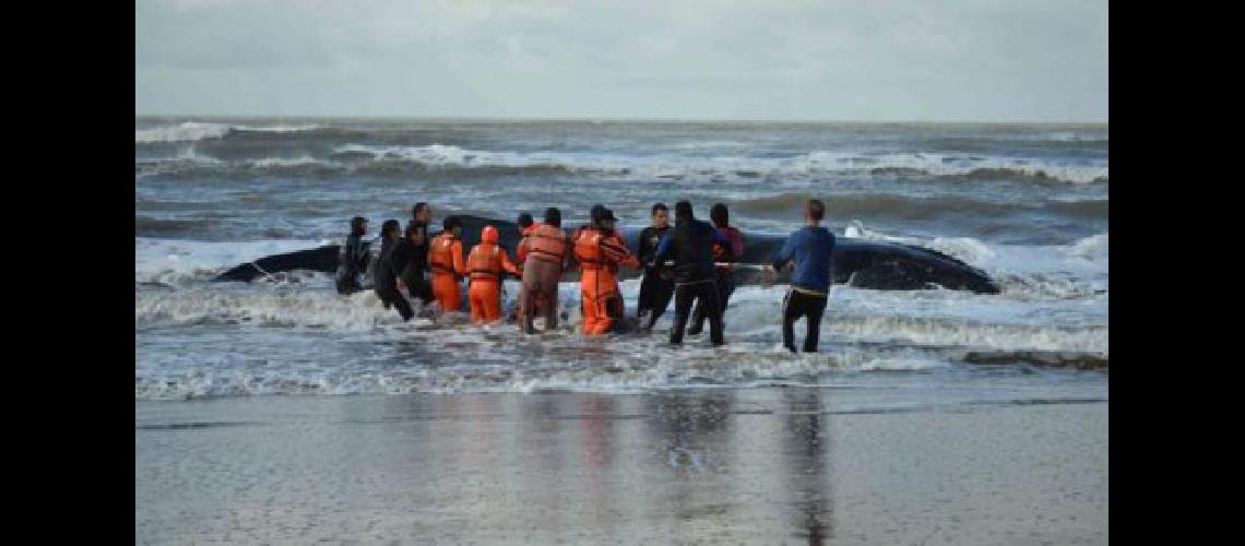 ballena mar del tuyu