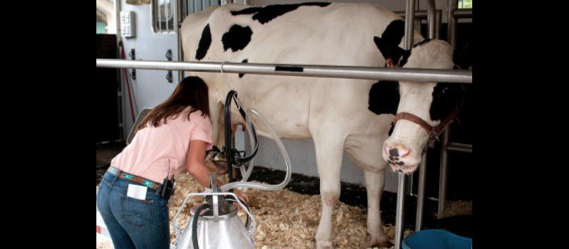 vaca leche