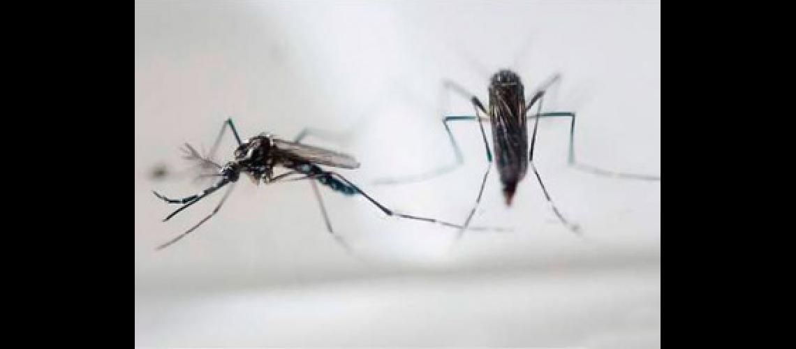 zika 2