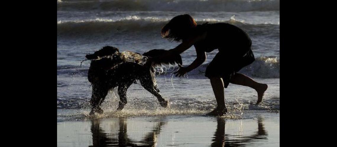 playa perro