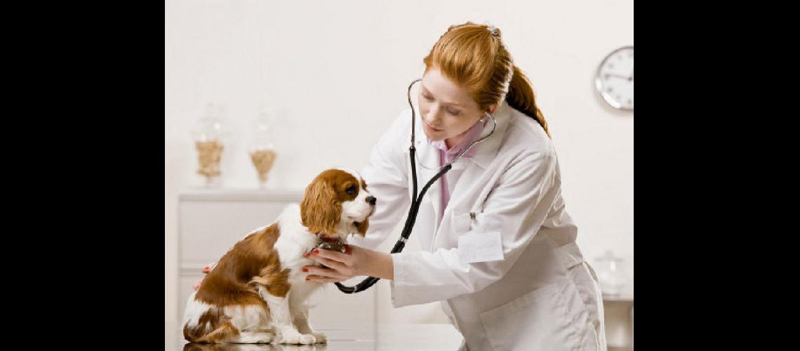 female vet cares for dog