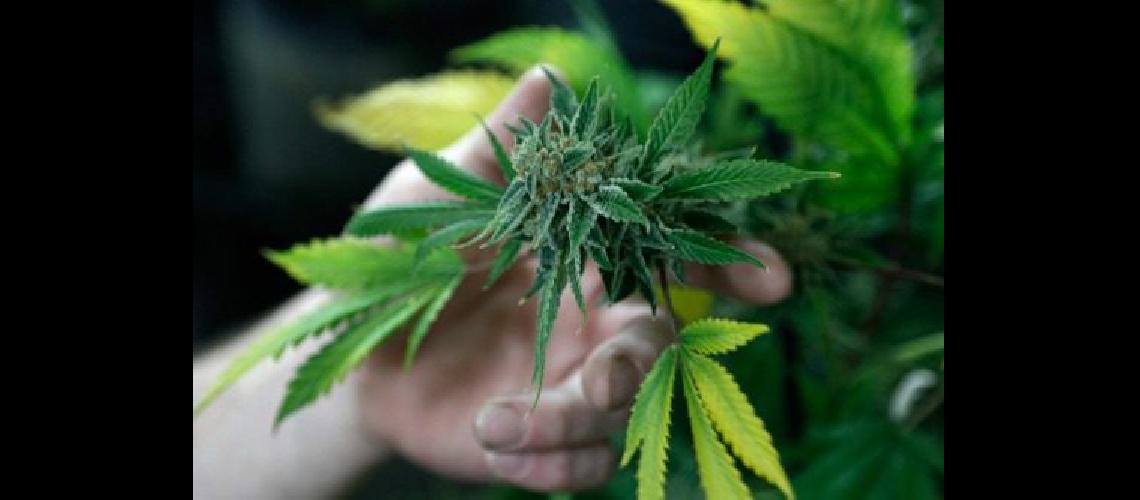 marihuana