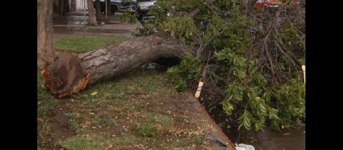 arbol