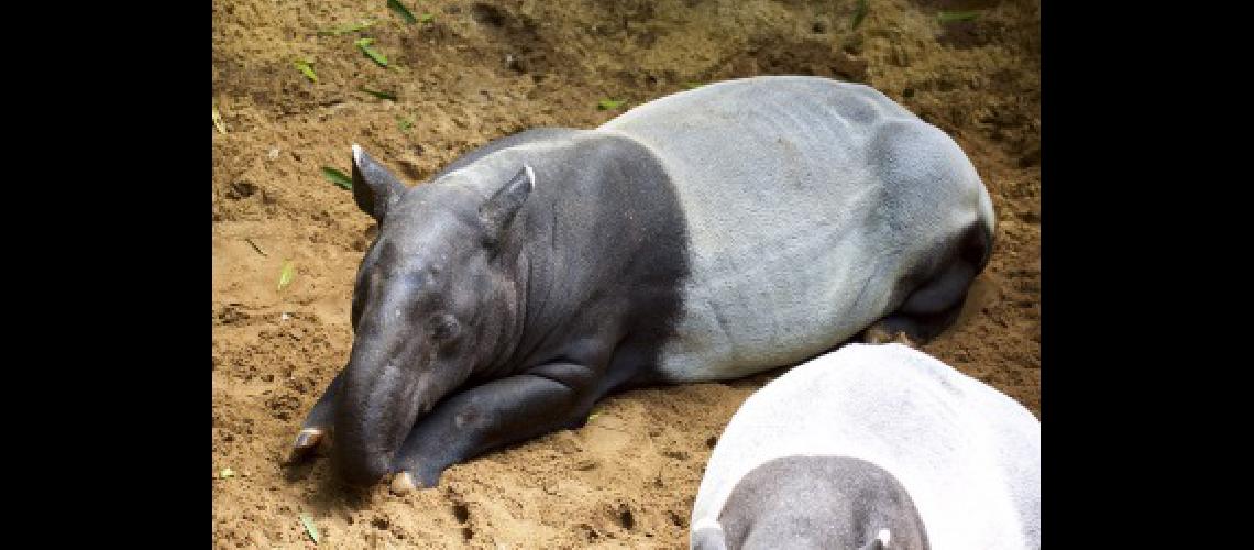 tapir