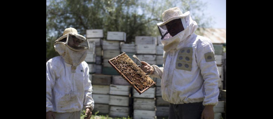 abejas