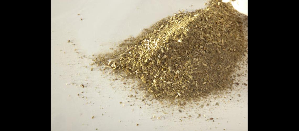yerba mate