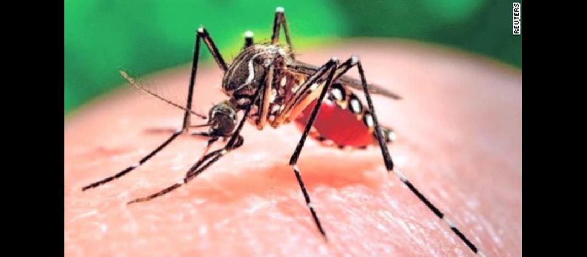 160128185001-zika-mutant-male-mosquitos-mclaughlin-pkg-00020830-large-169