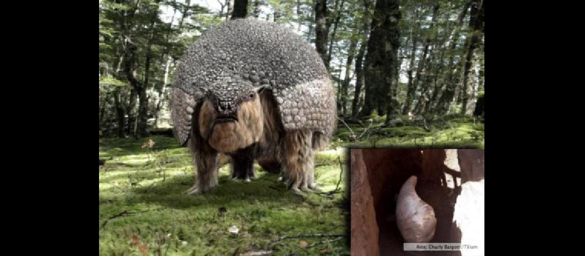 gliptodonte
