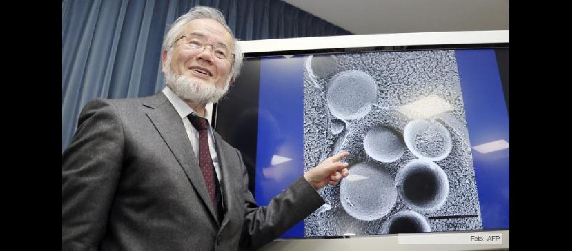 Un japoneacutes obtuvo el Premio Nobel de Medicina 2016