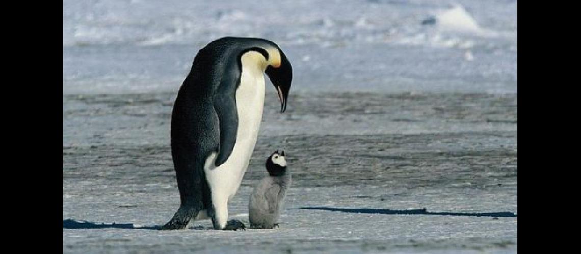 pinguino