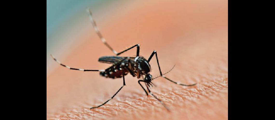 Un estudio universitario advirtioacute por larvas de mosquitos Aedes Aegypti en Coacuterdoba