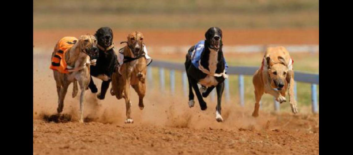 galgos