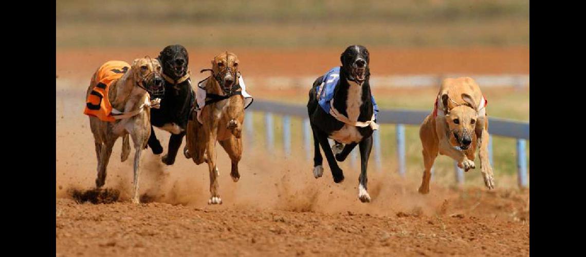 galgos
