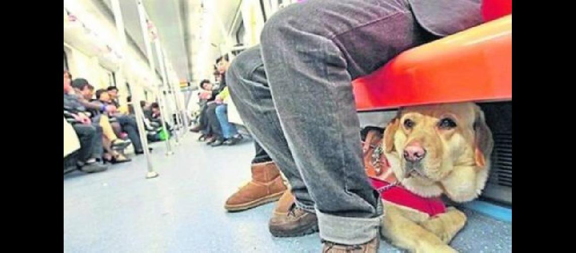 mascotas-subte