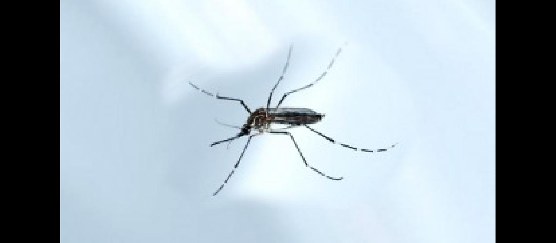 Confirman la primera muerte de un bebeacute con microcefalia asociada al virus del zika