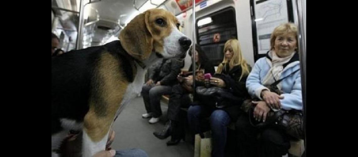 mascotas-subte