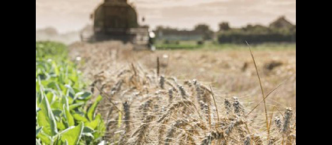 Agroindustria elevoacute a 157 millones de toneladas la produccioacuten de trigo para la presente campantildea