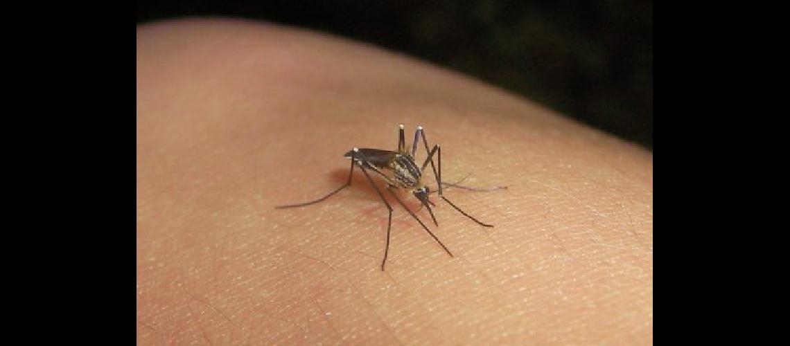 Estudian 15 casos de posible dengue en La Plata