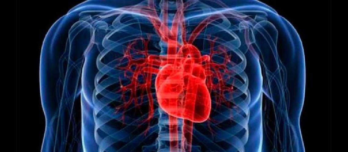 Disentildean un aparato que ayuda al corazoacuten