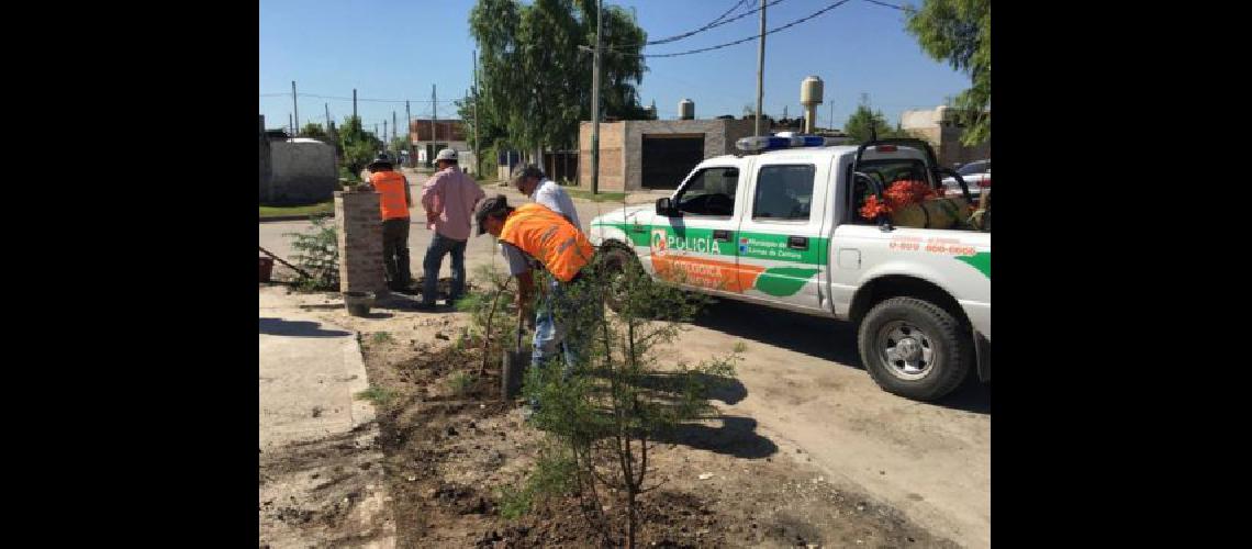 Continuacutea la forestacioacuten de espacios verdes en Lomas