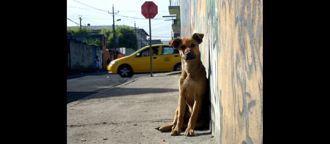 Rebajan impuestos a quienes adopten perros