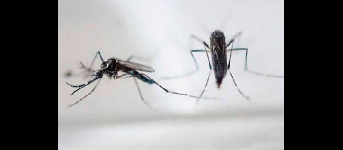 Unicef pide donaciones para ayudar a nintildeos afectados por zika