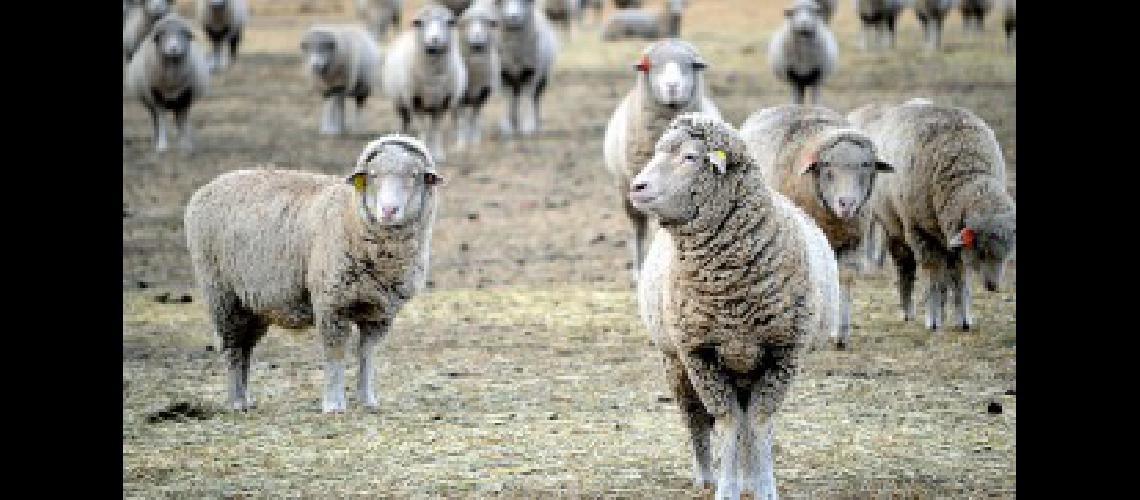 Sarquiacutes afirmoacute que la carne ovina bonaerense es de excelente calidad